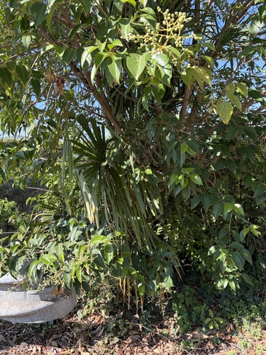 Chusan Palm
