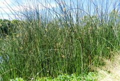 Schoenoplectus americanus