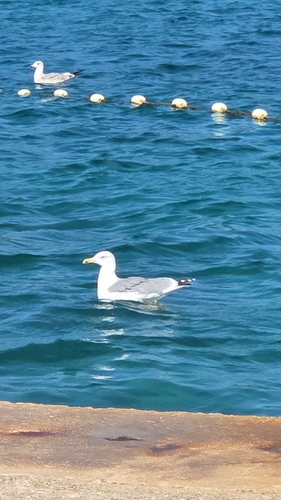 Yellow-legged Gull