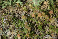 Thymus lacaitae