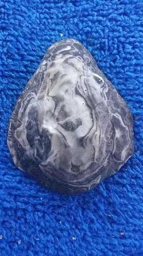 Patella cochlear, 2026-09-26