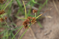 False Nut Sedge (Cyperus pseudovestitus)