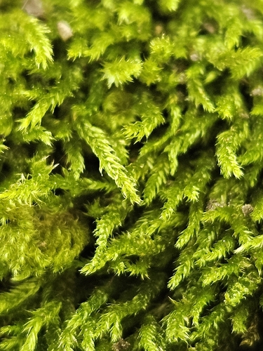 Cirriphyllum crassinervium observed 2026-09-24