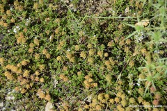 Thymus lacaitae