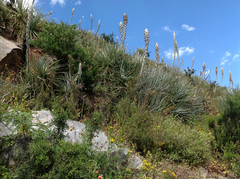 Puya weberbaueri