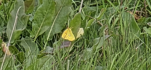 Clouded Yellow