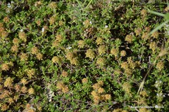 Thymus lacaitae