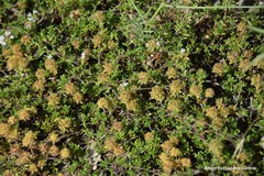 Thymus lacaitae