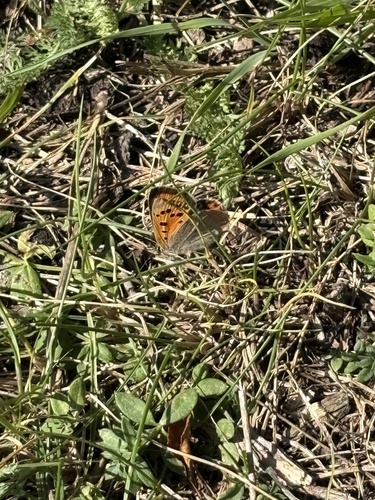 Small Copper