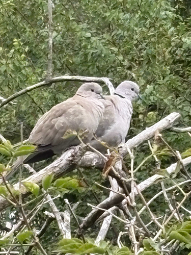 Eurasian Collared-Dove