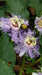 Passiflora incarnata
