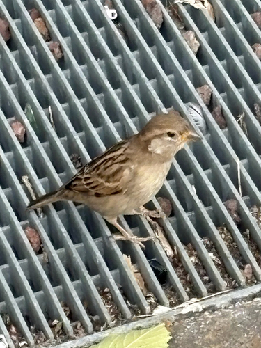 House Sparrow