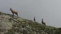 Rupicapra rupicapra balcanica
