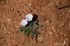 Convolvulus lineatus