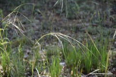 Stipa capillata