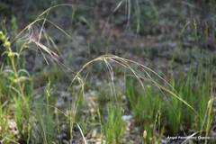 Stipa capillata