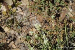 Teucrium polium expansum