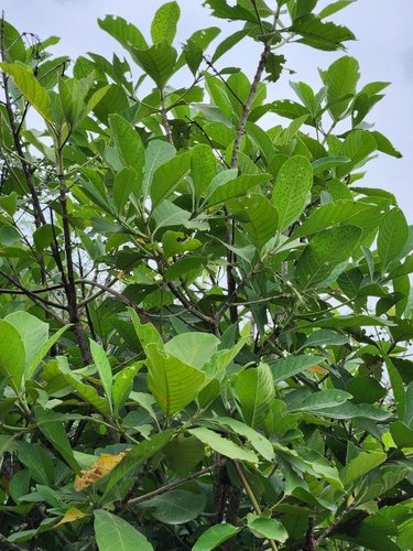 Pavetta indica observed 2026-09-12