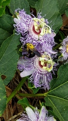 Passiflora incarnata