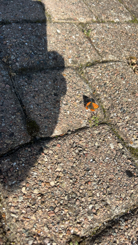 Small Copper