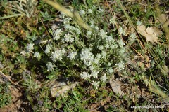 Teucrium polium expansum