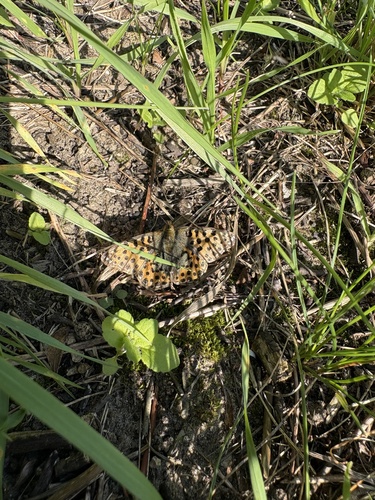 Queen of Spain Fritillary
