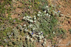 Teucrium polium expansum