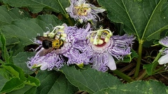Xylocopa micans