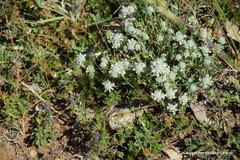 Teucrium polium expansum