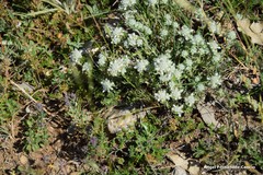 Teucrium polium expansum
