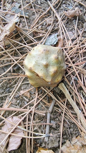 Andricus hungaricus