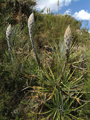 Puya weberbaueri