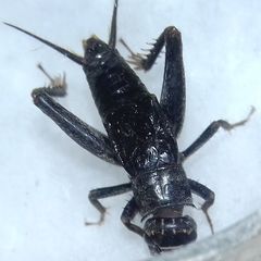Modicogryllus truncatus