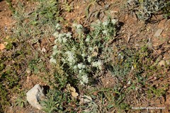 Teucrium polium expansum
