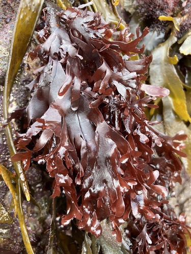 Palmaria palmata observed 2026-09-27