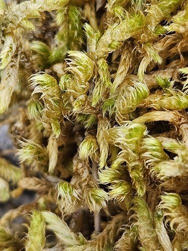Rhytidium rugosum observed 2026-09-24