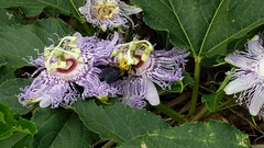 Passiflora incarnata