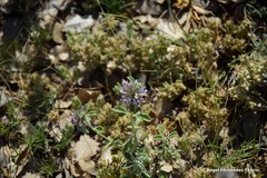 Marrubium supinum
