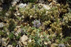 Marrubium supinum