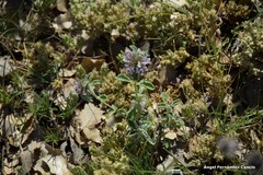 Marrubium supinum