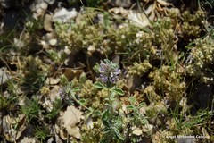Marrubium supinum