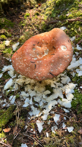 Mushrooms, Bracket Fungi, Puffballs, and Allies