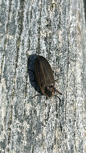 Winter Firefly