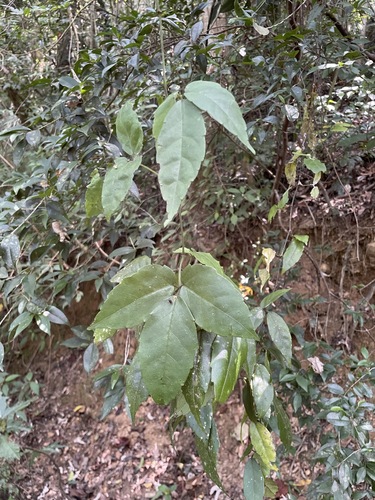 Tetrastigma dentatum observed 2026-09-26