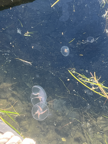 Common Moon Jelly