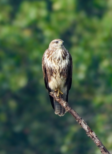 Common Buzzard