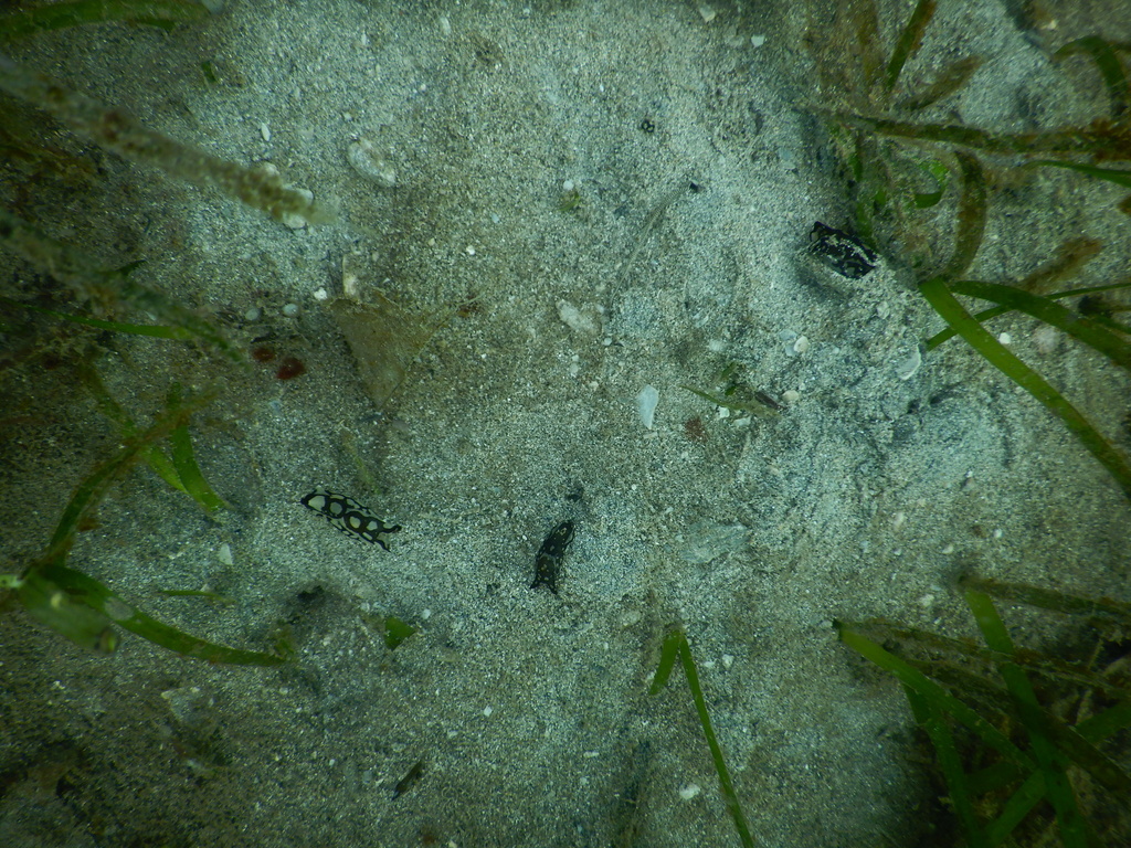Pilsbry's Head Shield Slug