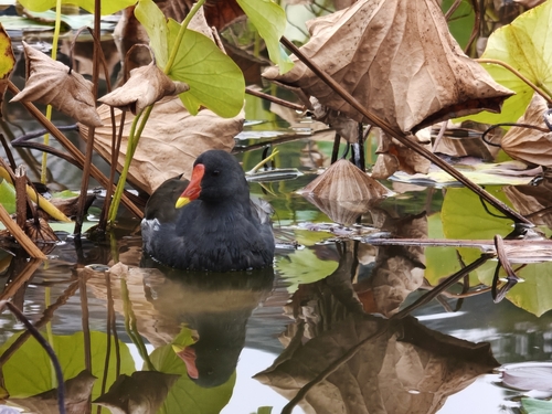 Eurasian Moorhen