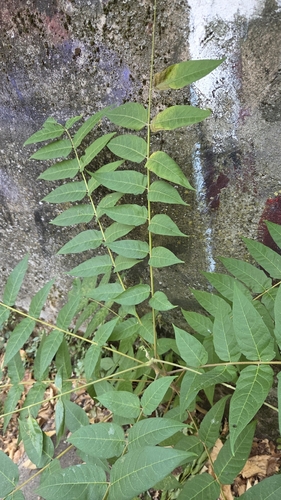tree-of-heaven