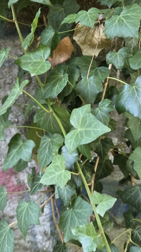 common ivy
